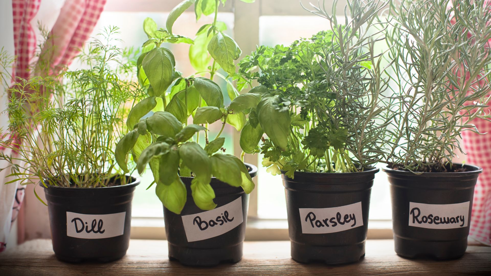 budget tips grow herbs